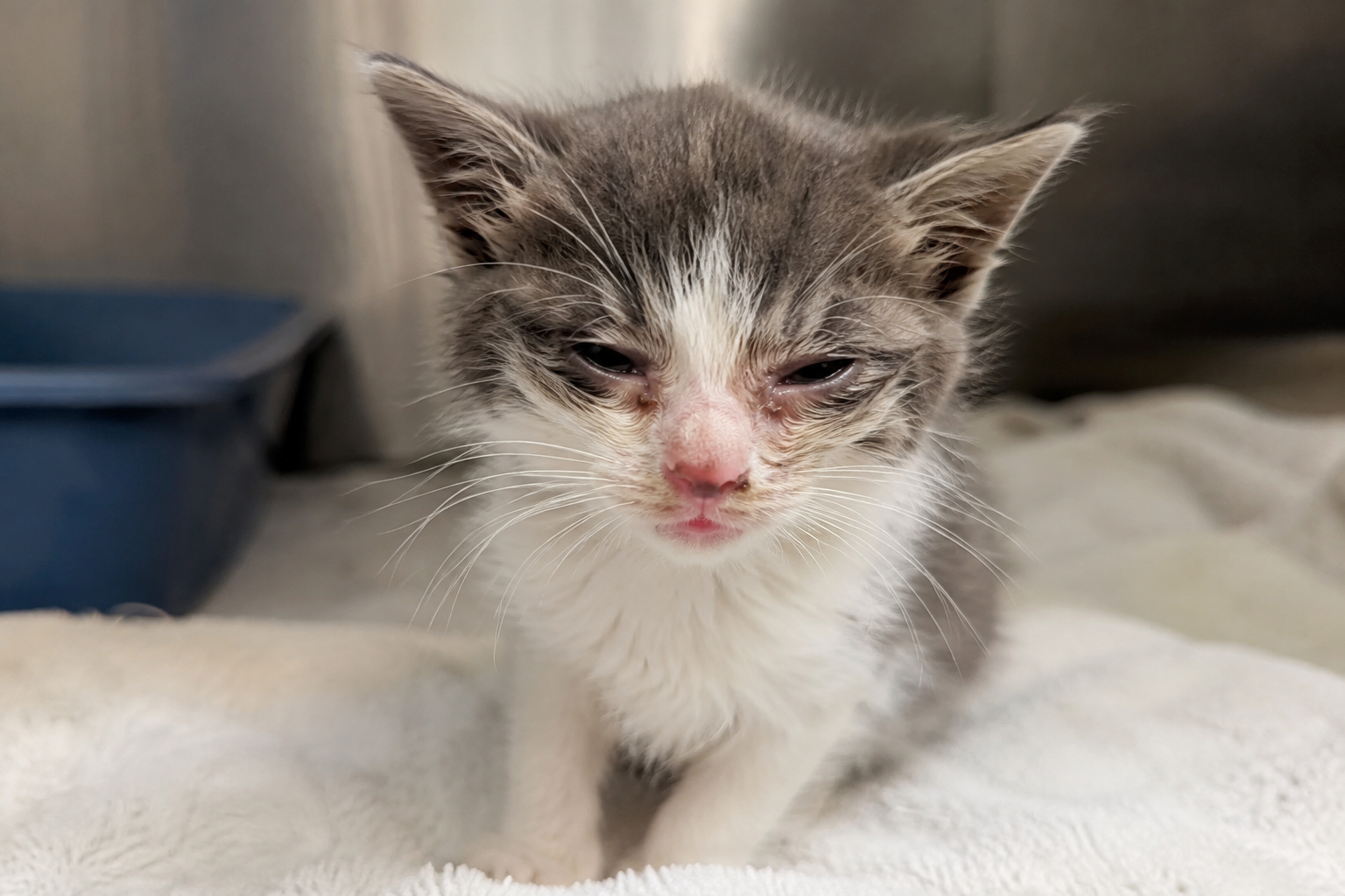 Upper Respiratory Infections in Rescue Cats: Catching It Early