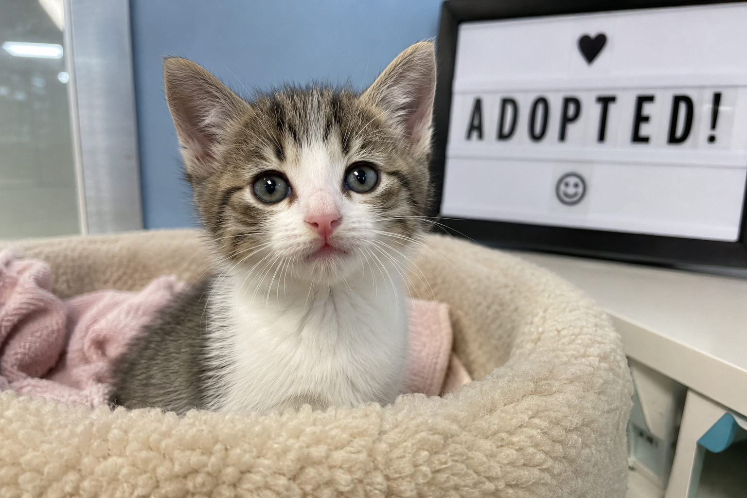 How to Write an Adoption Profile That Actually Gets a Cat Adopted
